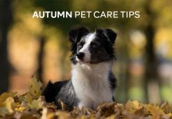 Autumn Pet Care Tips