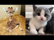 So many cute kittens videos compilation 2018 #1 FunnyAnimals