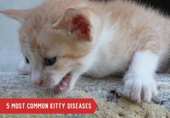 5 Most Common Kitty Diseases