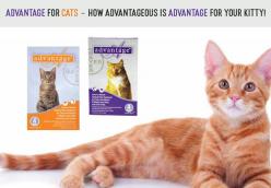 Advantage for Cats – How Advantageous is Advantage for Your Kitty!