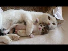 Mother Cats taking care and Protecting their cute Kittens safety Mom cat and Kitten Compilation
