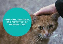 SYMPTOMS, TREATMENT, AND PREVENTION OF MANGE IN CATS