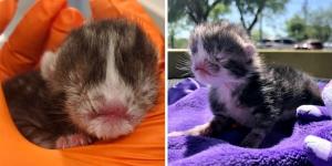 Kitten Who Was Born Very Special, Gets Help Just in Time and is Determined to Live and Thrive