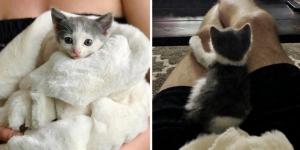 Family Rescued Kitten from Parking Lot Just in Time and Found Another Kitty to Be Her Friend