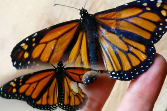 帮助蝴蝶修理翅膀这是多么有趣的想象， 最终，蝴蝶成功的飞翔了