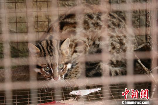 湖北后河保护区放生国家二级保护动物豹猫