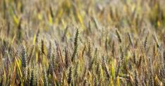 What Is a Genetically Modified Crop? A European Ruling Sows Confusion.