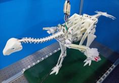 Life-size robo-dinosaur and ostrich backpack hint at how first birds got off the ground