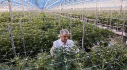Cannabis Watch: Cronos falls, Aurora gains after wave of pot-stock initiations