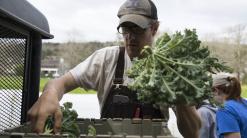 Kale joins list of ‘dirty dozen’ fruits and vegetables most likely to contain pesticides