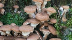 Upgrade: They’re magic! Eating mushrooms could slash risk of cognitive decline by 50%