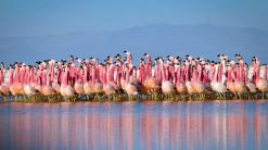 Composing for flamingos: Duo pens score for nature special