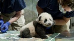 National Zoo extends panda deal with China through 2023