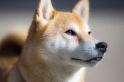 Shiba Inu Continues To Reduce Token Supply, Removes 490 Million SHIB In One Day