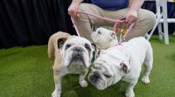 Tennis, or terriers? US Open's home hosts famed dog show