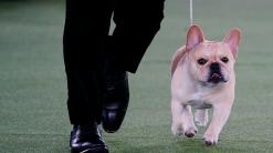 The Frenchie becomes a favorite — and a dog-show contender