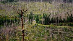 Bark beetles are eating through Germany's Harz forest. Climate change is making matters worse