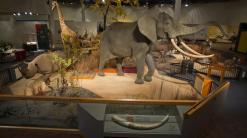 Natural history museum closes because of chemicals in taxidermy collection