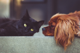 How To Introduce A Dog To A Cat