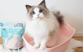 8 Ways PrettyLitter Is Crushing The Cat Litter Competition