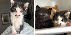 Man Hears Kittens Cries and Finds Them Near Dumpster, Meowing for Help