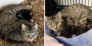 Feral Cat Rescued Along With Her Kittens Adopts 3 Others Who Needed a Mom