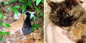 Stray Cat Shields Her Kittens from Pouring Rain Until Rescuers Arrive