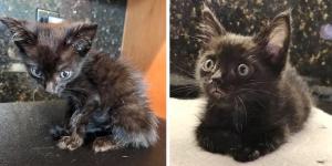 Scrawny Kitten Found on Driveway Is Determined to Grow Despite the Rough Beginning