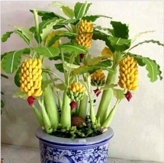Egrow 30 Pcs Dwarf Banana Seeds Bonsai Tree Tropical Fruit Seeds Balcony Flower for Home Plants
