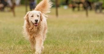 There Are 3 Types of Golden Retrievers: Here's What You Should Know About Them
