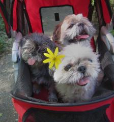 A Passionate Open Letter to the Person Pushing Their Dog in a Stroller