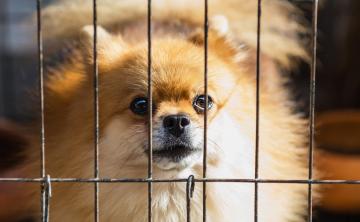 If You Crate Your Dog All Day, Maybe You Aren't Ready For a Pet