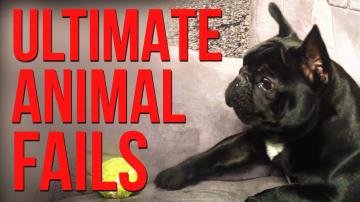 Funniest Animal Fails Compilation || FailArmy