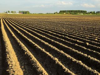 Russian Banker Turned Anarchist Farmer is Turning Potatoes into Cryptocurrency