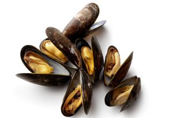 Mussels Contaminated With Opioids Just Showed Up In Seattle Harbors