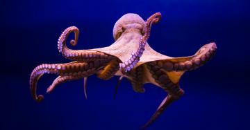 No, Octopi Are Not Space Aliens