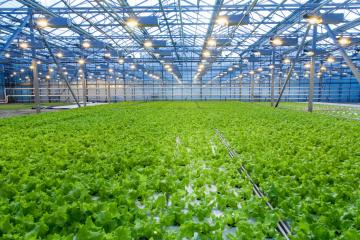 Crypto Startups Don't Need Sandboxes, They Need Greenhouses
