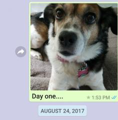 Mom sends her overseas son a picture of his dog.  Every. Single. Day. (34 Photos)