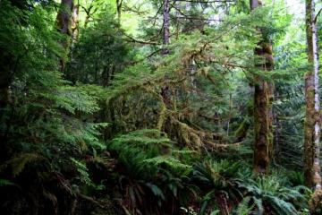 Temperate Rain Forests