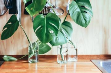 10 Expert Tips to Keep Your Monstera Plant Growing Tall