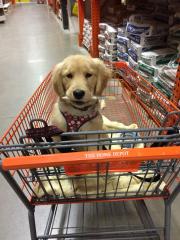 13 Stores That Will Welcome Your Dog With Open Arms