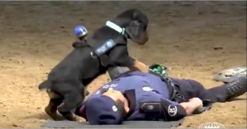 Police Dog Attempts CPR on "Lifeless" Officer – And Be Still, Our Beating Hearts