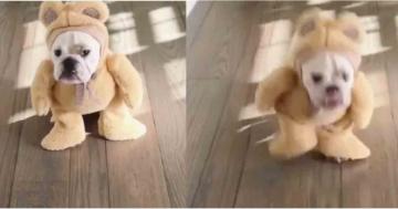There’s a Video of a Dog Flopping Around in a Teddy Bear Halloween Costume, and Now Nothing Else Matters