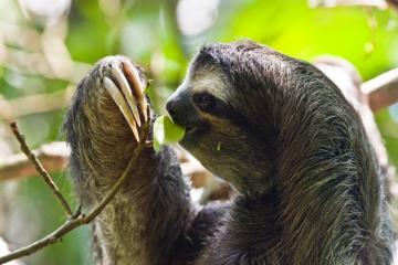 The Hidden Lives of Sloths