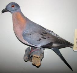 Passenger Pigeons