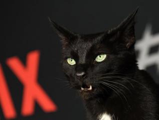 Salem the Cat Showed Up to the Chilling Adventures of Sabrina Red Carpet, So Yeah, I'm Deceased