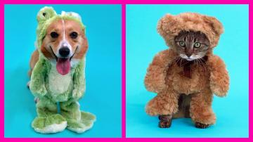 Easy DIY Pet Costume