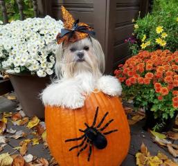 11 Pet Owners Who Put Their Dogs Inside of Pumpkins - Heroes, Every Last 1 of Them