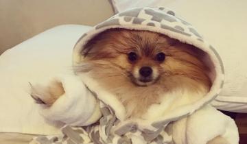 10 Photos of Dogs in Robes Because You're Cold, They're Cold, and It's Getting F*cking Cold