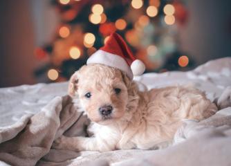 Parents, Please Don't Give Your Kids a Puppy on Christmas Morning